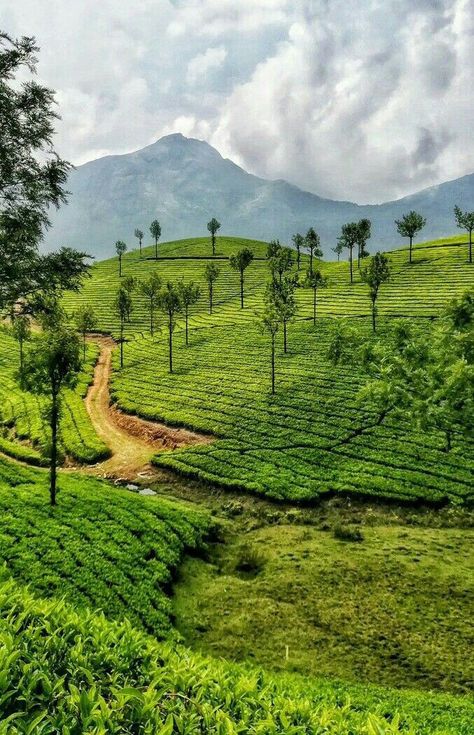 Beautiful Hills Nature, Kerala Best Places To Visit, Nature Photography Indian, Kerala Places Photography, Munnar Hill Station, Kerela Aesthetic Pictures, Kerala Scenery Nature, Kerala Backwaters Photography, Kerala India Photography