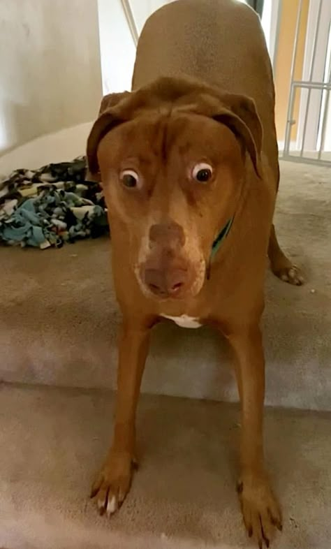 Sweet Dog Was Born With a Defect That Makes Her Look Permanently Surprised Dog Funny Pic, Dog Funny Face, Dog Pictures Funny, Weird Dogs, Dog Memes Funny, Dog Surprise, Funny Dog Pics, Surprise Meme, Dog Laughing