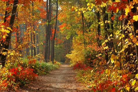 Temperate Deciduous Forests: Plants Educational Resources K12 Learning Fall Asthetics, Temperate Deciduous Forest, Biome Project, Temperate Forest, Hedgehog Party, Deciduous Forest, Fall Backdrops, Road Photography, Tree Textures