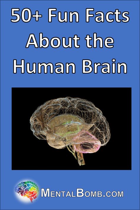 Over 50 fun facts about your brain and fun facts for kids, learn more about it's anatomy, physiology, function, and so much more! #FunFacts Human Brain Facts, Interesting Facts About Humans, Brain Problems, Brain Boosting Foods, Brain Surgeon, Second Brain, Fun Facts For Kids, Brain Facts, Brain Anatomy