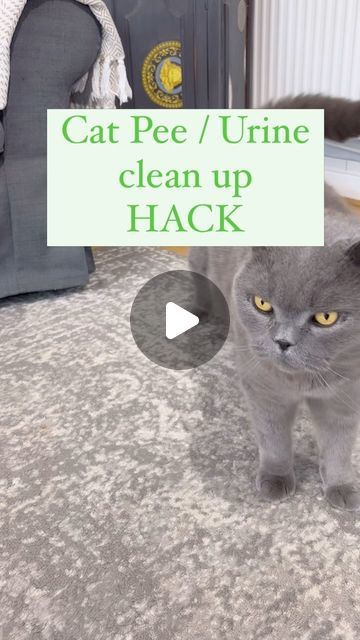 Claire | SisterPledge on Instagram: "🚨 Cat pee emergency? 🐾 Here’s a quick hack to help when you’re in a pinch! 

Edit * YES this also works for dogs 🐕

Did you know that you can use Listerine Green mouthwash to clean up cat urine stains and smells? 💡 While I always recommend using a dedicated enzyme-based cleaner first (these break down the proteins in cat pee), if you’re in a rush or have tried everything else, this hack could be your backup plan!

Here’s how to do it:

✨ Dilute Listerine Green in a 3:1 ratio (3 parts water, 1 part Listerine).

✨ Test the solution on a small, hidden area of your carpet or fabric first to ensure there’s no staining or damage.

✨ Apply the solution, blot (don’t scrub!), and let it sit for a few minutes before rinsing with water.

What makes Listerine G How To Get Rid Of Cat Pee Smell In House, Odor Eliminator Diy, Cat Pee Smell, Cat Urine Smells, Smell Remover, Ethyl Alcohol, Cleaning Stuff, Urine Stains, Cleaning Advice