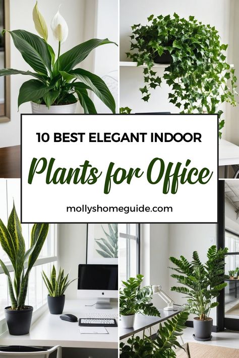 Discover the benefits of incorporating indoor plants in your office space with our selection of low maintenance, air-purifying, and low light plants. From stylish desk decor to charming bookshelf arrangements, find the best indoor plants suitable for offices. Enhance your workspace with a touch of greenery by choosing from a variety of hanging or flowering options. Whether you're a beginner plant owner or looking to expand your indoor garden, our curated collection of indoor plants is sure to el Indoor Plants Decor Office, Modern House Plants Indoor, Plants In Home Office, Desk Flowers Office, Cubicle Plants Decor, Hanging Degrees In Office, Best Plants For Office, Plant For Office Desk, Plants For Desk At Work