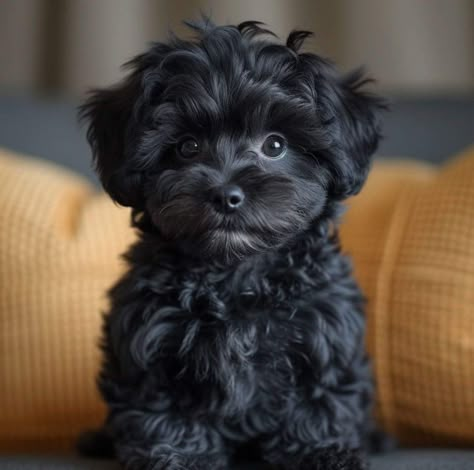 Black Cavapoo, Black Maltipoo, Poodle Puppy Black, Black Toy Poodle, Black Poodle, Very Cute Puppies, Cute Animal Pics, Cute Doggies, Cute Animals Puppies