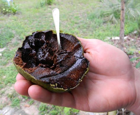 Can You Grow Black Sapote From Seed... and will it make GOOD fruit?? | The Survival Gardener Black Sapote, Fruit Fast, Growing Fruit Trees, Chocolate Apples, Florida Food, Survival Gardening, Food Forest, Peach Trees, Growing Fruit