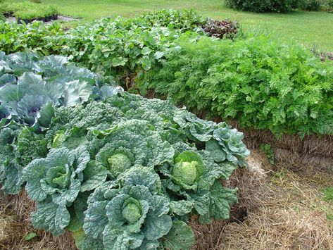 Hay Bale Gardening, Strawbale Gardening, Plantarea Legumelor, Straw Bale Gardening, Dig Gardens, Straw Bale, Straw Bales, Plants Growing, Hay Bales