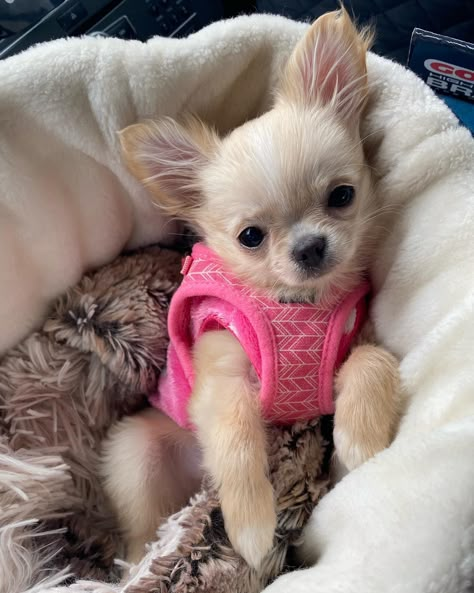 Chihuahua Teacup, Small Chiwawa, Mini Chiuaua, Mini Chiwawa, Cute Chihuahua Aesthetic, Cute Dogs Chihuahua, Small Chihuahua, Cute Chiuahaha, Dog Aesthetic Chihuahua