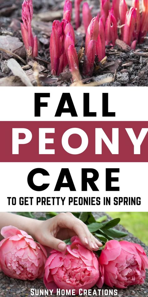 Peony Care Fall, Best Time To Transplant Peonies, Planting Peonies In The Fall, Saving Peony Buds, Propagating Peonies, Caring For Peonies, Peony Fertilizer, Transplanting Peonies, Fall Peonies