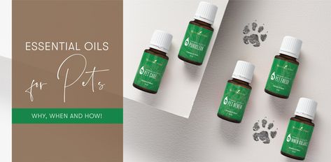 Essential Oils for Pets | Animal Safety with Essential Oils - Young Living Blog Young Living Pets, Essential Oils For Pets, Essential Oil Safety, Aromatherapy Essential Oils, Family Units, Living Essentials Oils, Citrus Oil, Young Living Oils, Pet Safety