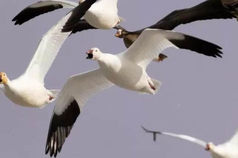 Small Snow Goose Spreads That Kill - Wildfowl Snow Goose Decoys, Snow Goose Hunting, Goose Hunting, Spring Snow, Snow Goose, Small Ponds, Duck Hunting, White Bird, Black Feathers