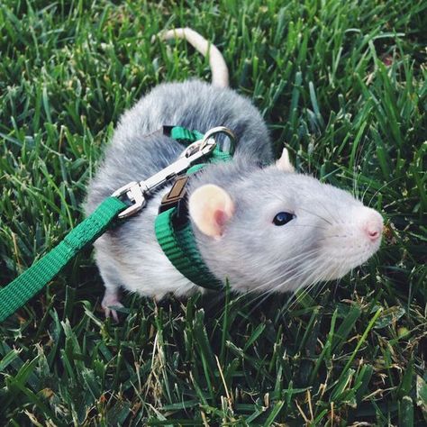 12 Reasons Why Rats Make The Best Pets Rattus Rattus, Dumbo Rat, Baby Rats, Pet Rat, Funny Rats, Cute Rats, Pets 3, Unusual Animals, Pet Rats