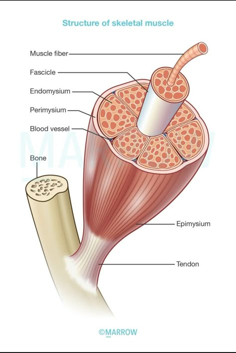 Connective tissue support Endomysium- individual muscle fibres Perimysium- muscle bundles/ fasciculi Epimysium- muscle groups/ whole muscle Muscle Labeling Worksheet, Muscle Tissue Anatomy, Muscle Physiology, Skeletal Muscle Anatomy, Muscle Cell, Muscles Anatomy, Muscle Diagram, Biology Diagrams, Human Body Projects