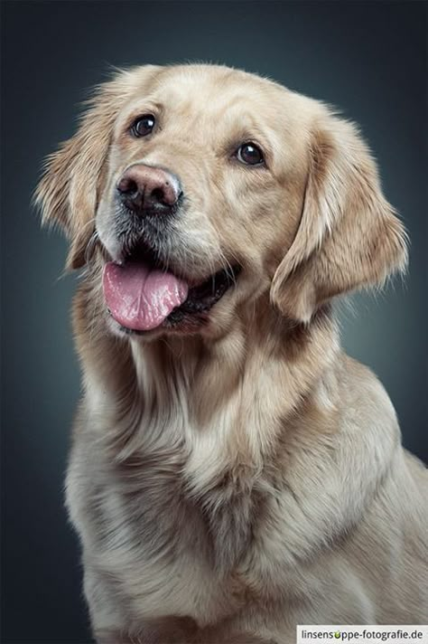 Dog Portraits by Daniel Sadlowski // Part 3 on Behance Golden Retriever Photos, Golden Retriever Portrait, 강아지 그림, Dog Photograph, Animal Portraits, Animal References, Golden Retriever Puppy, Pet Photography, Retriever Puppy