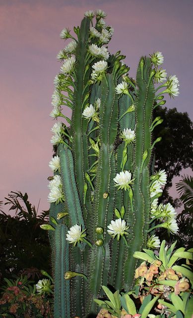 Early morning reveals the night flowering of our cactus. The daylight show lasts for only a few hours before the flowers close and die. During the early stages of the wet season the cactus may undergo several flowering phases lasting for up to a week Cereus Cactus, Flowering Cactus, Blooming Cactus, Night Flowers, Moon Garden, Cactus Plant, Cactus Flowers, Desert Plants, Cactus Y Suculentas