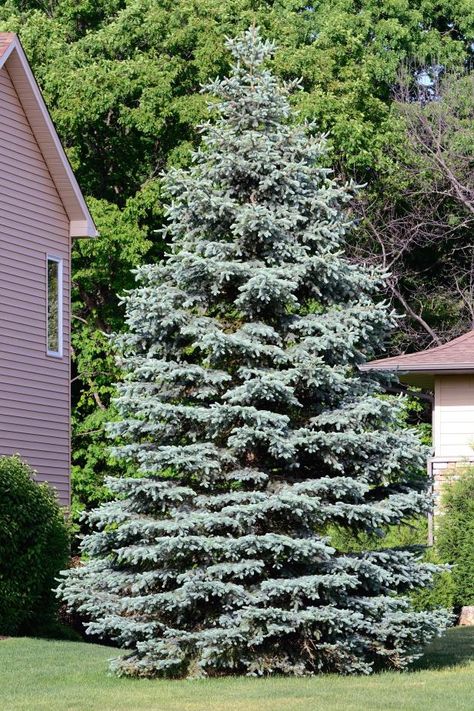 Colorado Spruce Landscaping, Spruce Landscaping Ideas, Blue Spruce Landscaping, Colorado Blue Spruce Landscaping, Globe Blue Spruce Landscaping, Spruce Landscaping, Late Summer Planting, Gazebo Landscaping, Blue Globe Spruce