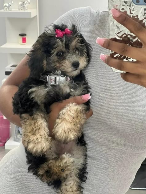 Cute Fluffy Puppies, Cute Small Dogs, Puppy Mom, Dog Mommy, Very Cute Puppies, Really Cute Puppies, Dream Pet, Super Cute Puppies, Fluffy Puppies