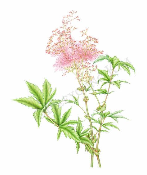 Queen of the Prairie (Filipendula rubra) Rose family: Rosaceae Prairie Drawing, Queen Of The Prairie, White Creepers, Audubon Prints, Woodland Plants, Botanical Drawing, Small Canvas Paintings, Birds Of America, Rose Family