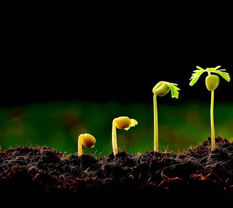 Planting Seeds Aesthetic, Seed Aesthetic, Seeds Growing Photography, Plant A Seed Quote, Seed Growing Illustration, Seed To Tree Illustration, From Seed To Plant, Planting Seed, Agriculture Pictures