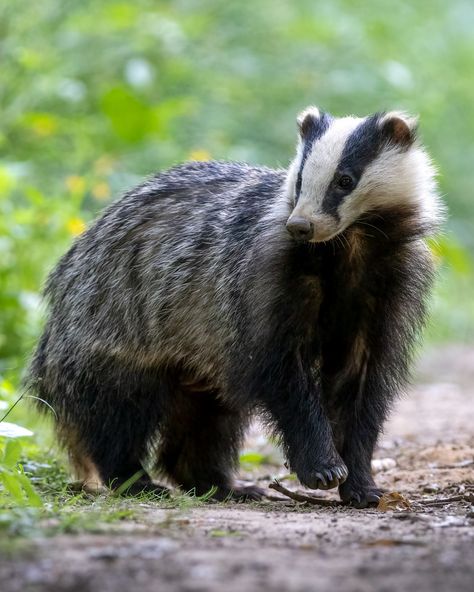 Wild Forest Animals, Pretty Animal Photography, Animal Photography Wildlife Nature, British Wildlife Photography, Animal Refrence Pictures, Badger Fursona, Wild Cats Photography, Badger Reference, English Badger