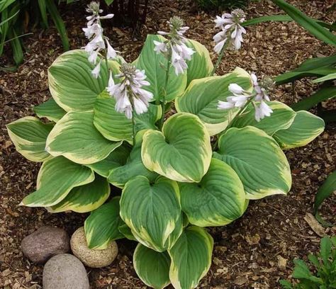 Hosta 'Fragrant Bouquet' (Plantain Lily) Types Of Hostas, Variegated Hosta, Big Leaf Plants, Plantain Lily, Asian Garden, Lily Plants, Red Baron, Shade Perennials, Big Leaves