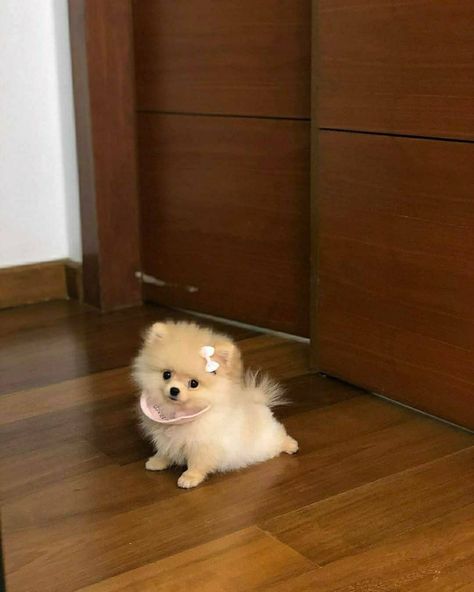 Pom Dog, Small Puppy, Teacup Pomeranian, Dog Mommy, Very Cute Puppies, Cute Pomeranian, Super Cute Puppies, Tiny Puppies, Cute Animals Puppies