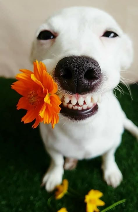 Funny Animal Photos, White Dog, Animal Photos, Funny Animal, A Flower, Animal Pictures, Funny Animals, Cute Dogs, Cute Animals