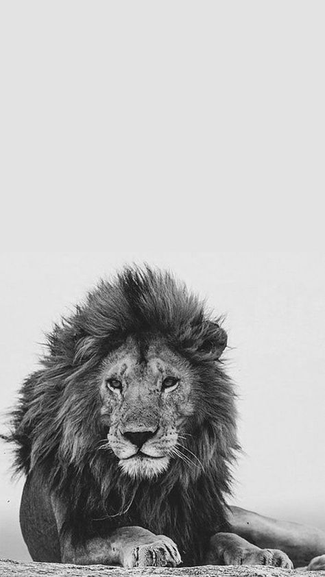 Lion Lockscreen | Cemitério de animais, Fotos de leão, Leão papel de parede Lion Photo Black And White, Lion Lockscreen, Lion Wallpaper Black And White, Lion Screensaver, Lion Black And White Photography, Lion Wallpaper Hd 1080p, Leone Wallpaper, Lion Aesthetic, Lion Black And White