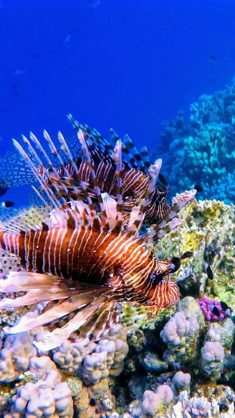 Coral Reef With Fish, Drawing Fish, Coral Reef From Above, Red Sea Snorkeling, Red Sea Coral Reef, Damaged Coral Reef, The Red Sea, Lion Fish, Sea Coral