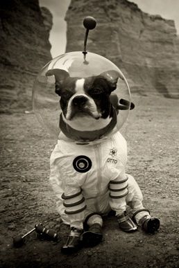 Of Gunther and Cuddles' major disagreements, the validity of the moon landing is perhaps the most significant. #SDWC Boston Terrier Funny, Space Dog, Boston Terrier Love, Animal Costumes, Boston Terrier Dog, Boston Terriers, Dog Costumes, Pet Costumes, Dog Halloween