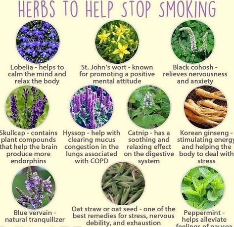 🌿Herbing Legends🌿 on Instagram: “Looking to quit smoking cigarettes? Here is a natural alternative! Healthy and natural and has some lovely benefits. Come and learn…” Medical Herbs, Magic Herbs, Magical Herbs, Herbal Apothecary, Herbal Healing, Herbal Magic, Herbs For Health, Herbal Blends, Love Natural