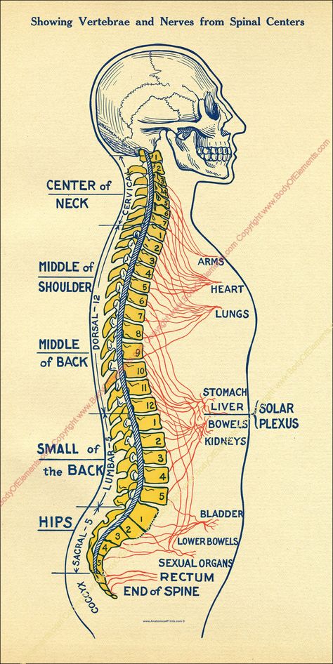 "ANS Spinal Centers Poster - 12\" X 24\" Healthcare poster.  Printed on heavy weight HP satin finish paper or laminated. Available in English, French or Spanish. Human spine and spinal nerve centers poster in a vintage design. Lateral view showing the spinal column and vertebrae. Innervation of of organs by vertebral level. Shipping USPS to USA addresses. USPS first class international mail." Human Spine Anatomy, Nervous System Poster, Healthcare Poster, Nursing School Studying Cheat Sheets, Medical Terminology Study, Human Skeleton Anatomy, Vertebral Column, Human Body Organs, Spinal Column