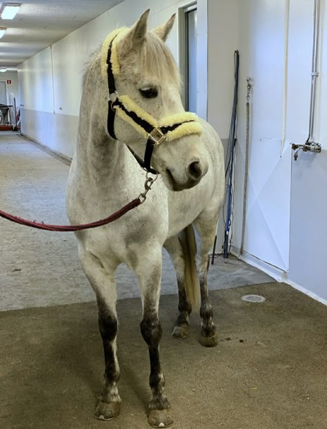 White Appaloosa Horse, Connemara Horse, Autumn Horse, Connemara Pony, Horsey Life, Grey Horses, Pictures Of Horses, Baby Pony, Riding School