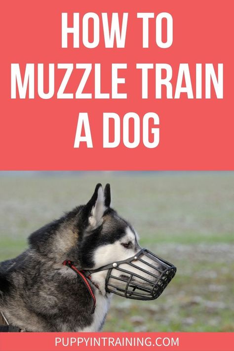 How To Muzzle Train A Dog - Husky wearing a muzzle Dog Muzzles, Train A Puppy, Train A Dog, Training Puppy, Dog Muzzle, Dog Potty Training, Dog Obedience Training, Dog Training Advice, Leash Training