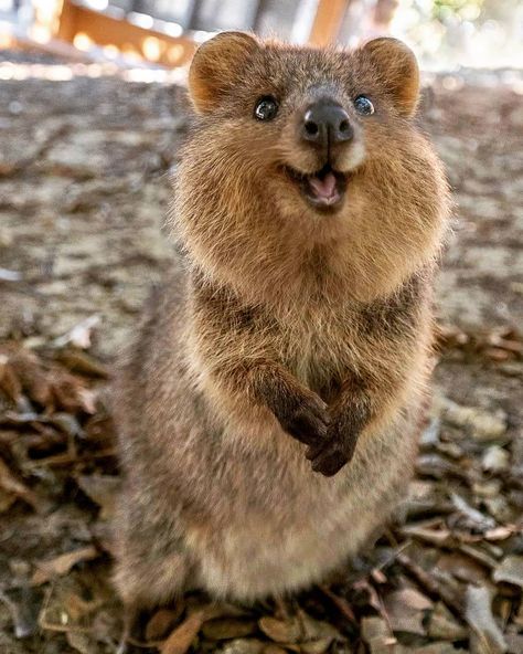 Quokka smiles!! Australia's happiest marsupial 😍❤️ This little smiling fella lives on Rottnest Island in Western Australia and there's over 10,000 of them on there! - - FOLLOW US FOR MORE VIDEOS AND PHOTOS LIKE THIS 📷🎥👆🙏❤️🌍 #cuteanimalsofinstagram #dogsdaily #cuteanimalslifestyle #wednesdayvibes #animalloversofinstagram #dogslover #animalphotograph #animalloversunite #petsofinsta #animalphotography #dogsrule #animalphotographyofinstagram #cuteanimals #wednesdayfeels #catsoftheday #wednesda Quokka Animal, Australian Animals, Cute Animal Photos, Cute Animal Pictures, Happy Animals, Cute Creatures, Sweet Animals, Funny Animal Pictures, An Animal