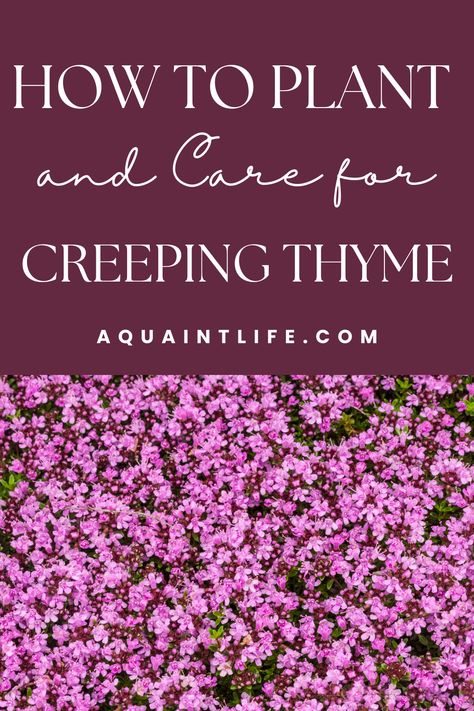 Red Creeping Thyme How To Plant, Creepy Thyme Ground Cover, Plants For A Sloping Bank, Ground Cover You Can Walk On, Red Creeping Thyme Ground Cover, How To Plant Creeping Thyme, Wooly Thyme Ground Cover, Red Creeping Thyme Lawn, Rosemary Ground Cover