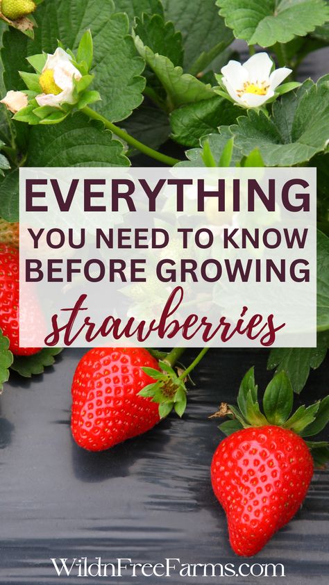 growing strawberries for beginners Strawberries Growing, Growing Strawberries In Containers, Types Of Strawberries, Strawberries In Containers, Grow Strawberries, Food Growing, Inside Garden, Strawberry Garden, Growing Strawberries