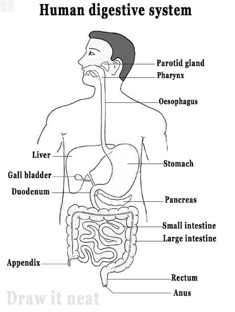 Step by step tutorials on drawing biology diagrams. Digestive System Parts, Digestive System Diagram, Digestive System Worksheet, Digestive System Anatomy, Biology Drawing, Human Respiratory System, Biology Diagrams, Science Diagrams, Human Digestive System