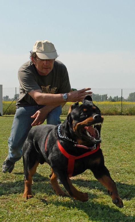 Best Guard Dog Breeds, Rottweiler Puppies For Sale, Guard Dog Breeds, Best Guard Dogs, Puppy Obedience Training, Rottweiler Love, Positive Dog Training, Basic Dog Training, Dog Training Advice