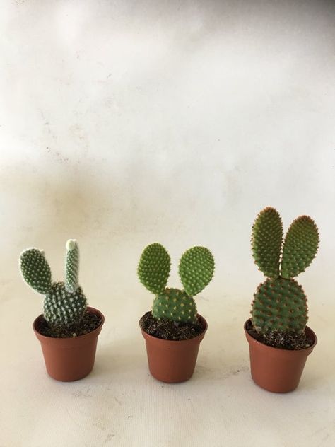 Cactus Bunny ears set of 3, indoor outdoor plant, bright area, Rabbit ears, it is must have prickly Bunny Ear Cactus, Opuntia Microdasys, Botanical Inspiration, Tiny Cactus, Cactus Gifts, Indoor Bonsai, Unique Valentines Gifts, Cute Cactus, Prickly Pear Cactus