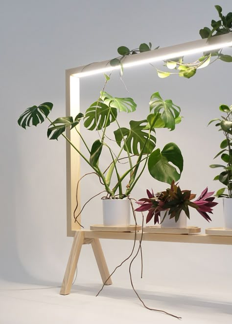 Light-up frame turns your plants into art - Curbed Indoor Plant Lights, Floor Screen, Plant Window, Support Pour Plante, Grow Lights For Plants, Plant Lights, Dekor Diy, Diy Plant Stand, Plant Room