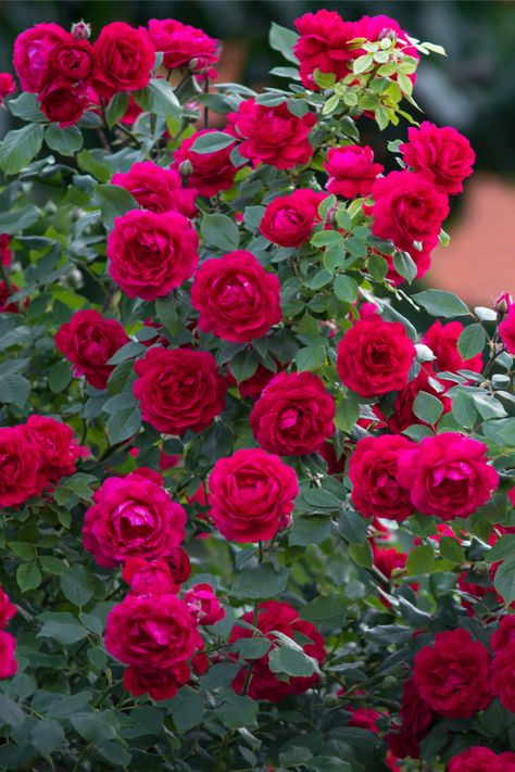 Mr Lincoln Rose Bush, Rose Bush Photography, Rose Bushes Landscape, Types Of Rose Bushes, Idv Oc, Matched Trilogy, Red Garden Rose, Red Rose Bush, Pink Rose Bush