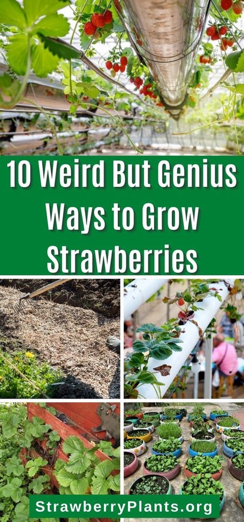 How To Grow Your Own Strawberries, Best Way To Grow Strawberry Plants, Growing Strawberries On A Trellis, Planting Strawberries In Pallets, Strawberries Planting Ideas, Diy Raised Strawberry Beds, Backyard Strawberry Garden, Berry Planter Ideas, Planting Strawberries In A Garden