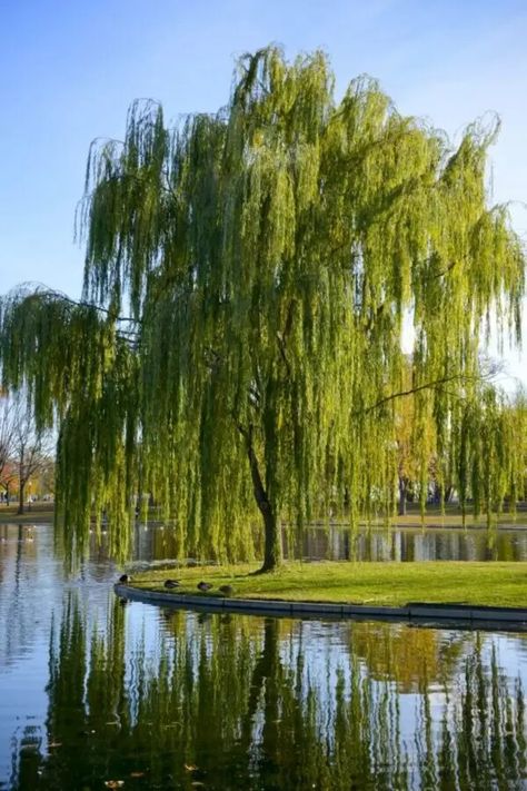 Weeping Willow Tree Backyard, Weeping Willow Photoshoot, Salix Babylonica, Weeping Trees, Dream Proposal, Willow Trees, Weeping Willow Tree, House Backyard, Dream Life House