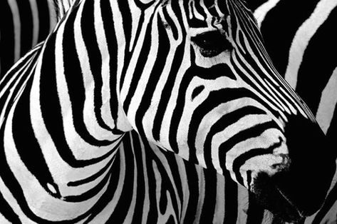 contrast art is a artwork of differences, there are multiple things trying to grab your attention. An example of contrast art would be a zebra. he zebras stripes bring out the contrast of black and white. Principles Of Art Contrast, Opposites Art, Principles Of Design Contrast, Principle Of Design, Art Contrast, Mountain Zebra, Plains Zebra, Contrast Photography, Contrast Art