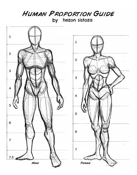 This human proportion guide shows you how to draw the human anatomy. These drawing ideas are perfect for anyone who wan'ts to practice drawing men and women. Drawing Body Proportions, Drawing Proportions, Male Figure Drawing, Human Body Drawing, Drawing Hands, Drawing Hair, Human Anatomy Drawing, Body Sketches, Human Figure Drawing