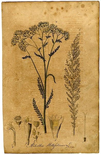 Plant Reference, Achillea Millefolium, The Meadows, Wikimedia Commons, Botany, Plants, Flowers