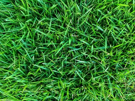 5 Types of Lawn Grass to Consider for Your Yard Lawn Grass Types, Green Kingdom, Grass Types, Zoysia Grass, Types Of Grass, Grass Type, Entertaining Gifts, Lawn And Landscape, Green Lawn