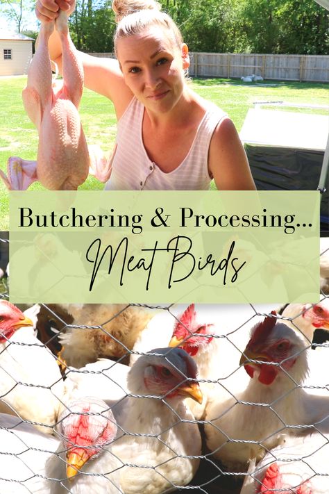 Here's how we butcher & process meat birds on our homestead! There is nothing better than preparing a meal for your family table with homegrown meat that you've raised & processed right! These are birds raised with TLC! Happy, healthy birds! Come hang out with us today while we process our 30 meat birds & check out this awesome new feather plucker! #butcheringmeatbirds #howtobutchermeatchickens #chickenplucker Meat Birds Raising, Raising Meat Birds, Beef Cuts Chart, Chicken Plucker, Chicken Processing, Raising Meat Chickens, Chicken Roost, Meat Birds, Urban Chickens