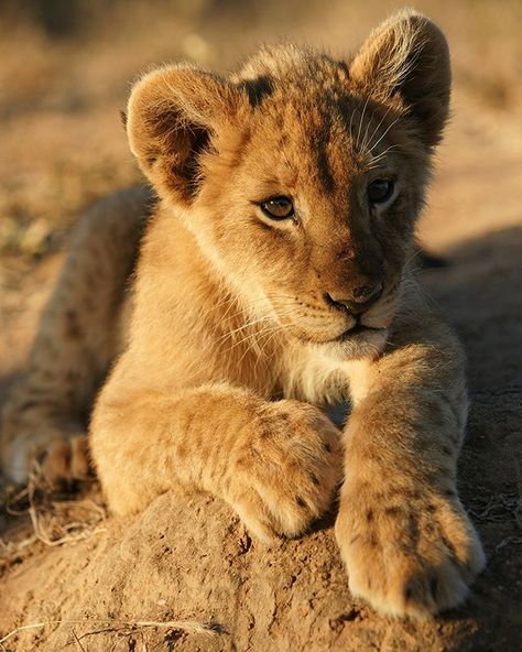 African Animals Photography, Lion King Animals, Cubs Wallpaper, Baby Lion Cubs, Lion Icon, Lion Cubs, Lion Photography, Lions Photos, Lion Drawing