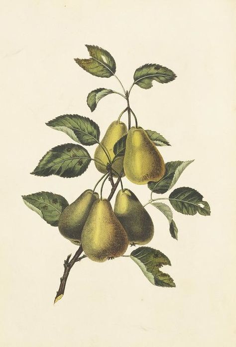 Vintage Plant Drawing, Vintage Nature Drawings, Vintage Nature Illustrations, Vintage Vegetable Illustration, Vintage Fruit Illustration, Pear Tree Drawing, Pear Tree Illustration, Pear Aesthetic, Scientific Botanical Illustration