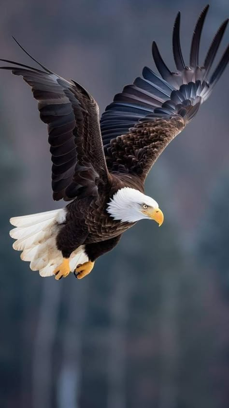 Eagle Reference Photo, Flying Eagle Wallpaper, Eagle Reference, Bald Eagle Photography, Eagle Photography, Bald Eagle Flying, Animal Photography Wildlife, Eagle Pose, Birds Photography Nature